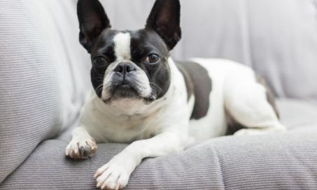 are french bulldogs small dogs