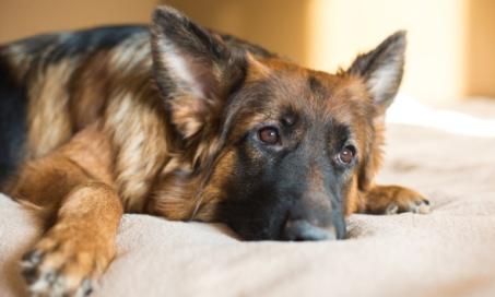 Kidney Failure in Dogs