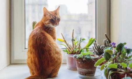 Which Flowers and Plants Are Safe for Cats?