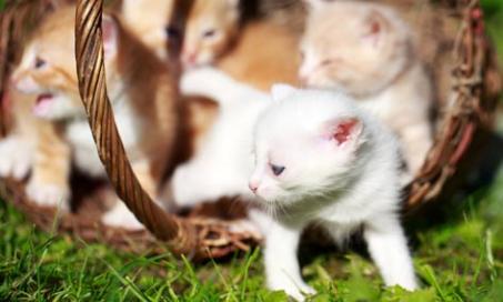 6 Kitten Health Issues to Watch For