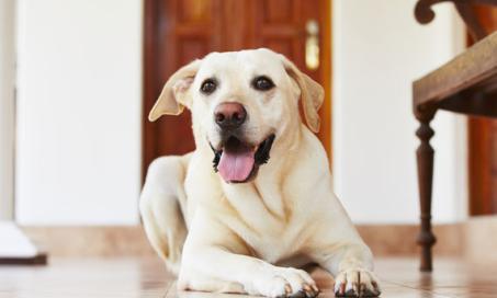 How to Best Treat Arthritis in Dogs