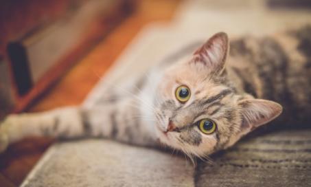 Aspirin Poisoning in Cats