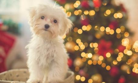 Tips for Pet Parents for Dealing With Holiday Stress
