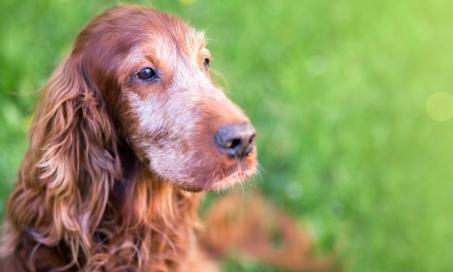 What Causes Older Dogs to Have Heart Murmurs?