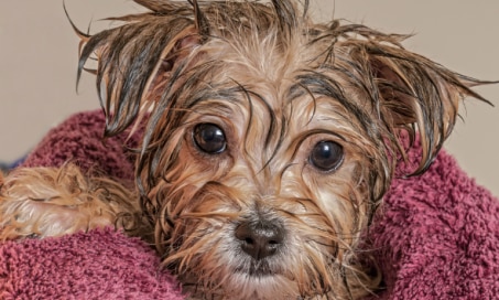 5 Tips for How to Get Rid of Cat Dandruff and Dog Dandruff