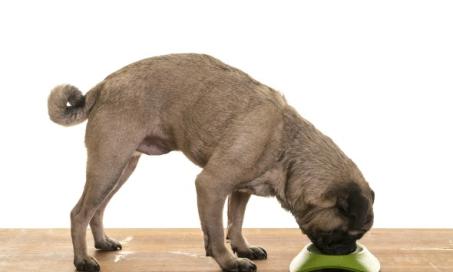 The Dangers of High Protein Dog Foods