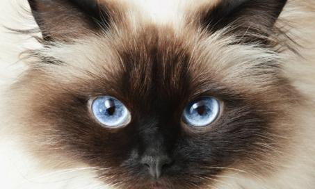 Dark Spots on the Eye in Cats