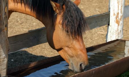 Dehydration in Horses