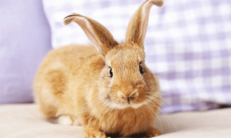 Destructive Behavior in Rabbits