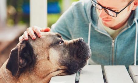Do Dogs Have a Sixth Sense That Helps Them Read Your Mood?