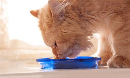 Most Cat Illnesses Can Be Treated with Small Change in Diet