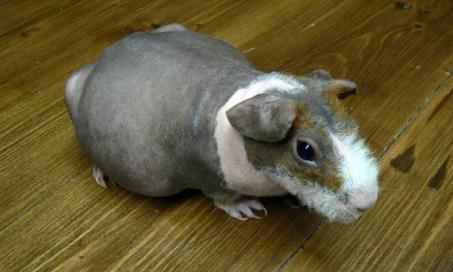 Difficulty Giving Birth in Guinea pigs