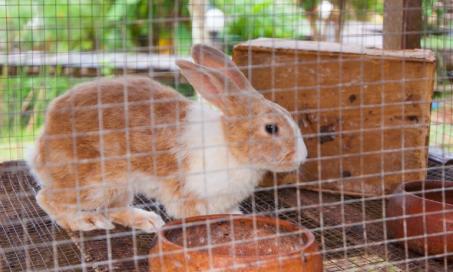 Dislocation and Paralysis in Rabbits