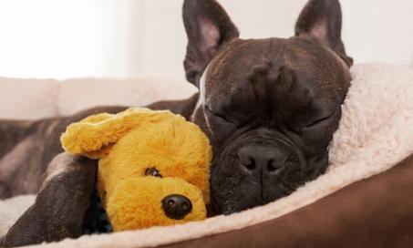 Can Dogs Be Allergic to Their Beds?