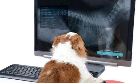 'Miracle' Technology is Available to Save Your Pet, But Can You Afford It?