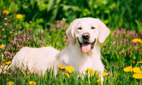 狗和小狗过敏:症状，原因和治疗