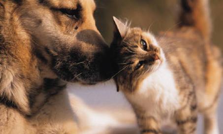 宠物保险:兽医的视角