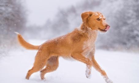 what does frostbite look like on a dogs paw