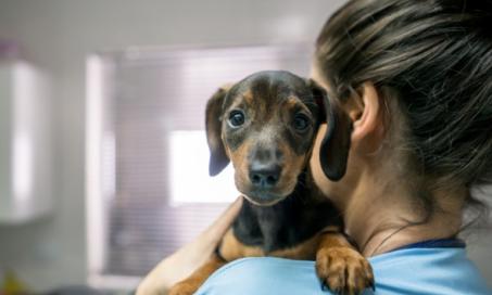 Vaccine Reactions in Dogs: Side Effects and What You Should Know