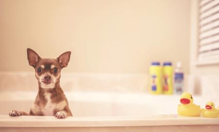 How Often Should You Bathe Your Dog?