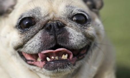 Dog Braces: Everything You Need to Know