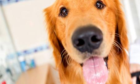 Long-term Golden Retriever Study Hopes to Learn More About Cancer in Dogs