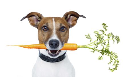胡萝卜能提高狗狗的视力吗?
