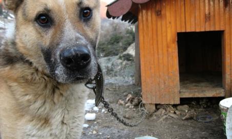 dog keeps breaking chain