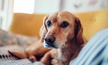 帮助焦虑的狗:如何让焦虑的狗平静下来