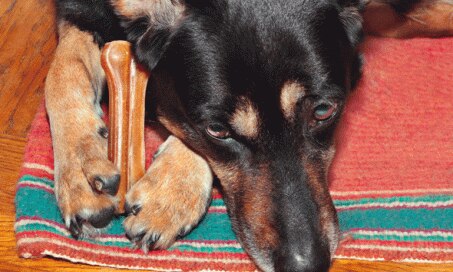 5 Things You Need to Know About Dog Dewclaws