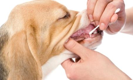 DNA测试对狗的潜在好处