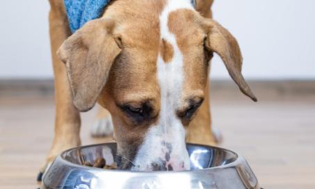 Is Grain-Free Dog Food Causing Heart Disease?