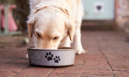 如何判断你的狗狗是否对食物过敏