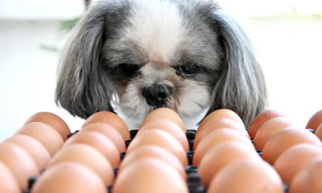 狗能吃鸡蛋吗?