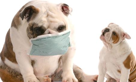 狗会得流感吗?