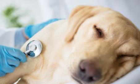 Dog Flu Symptoms: What to Look For
