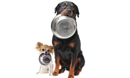 Importance of Antioxidants in Pet Food