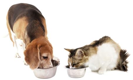 Pro- and Prebiotics - What Are They and Are They Safe for Pets?