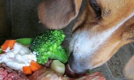 How to Compare Pet Food Nutrient Profiles: Part 2