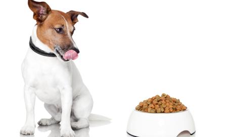 6 Healthy Treat Ideas for Dogs