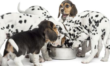 Why Your Dog's Health Depends on Life Stage Diets