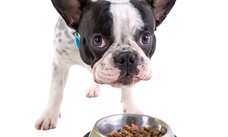 Dietary Therapy for Canine Epilepsy?