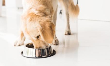 Controlling Your Pet’s Eating Behavior