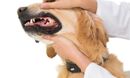 你的狗的牙龈:问题需要注意