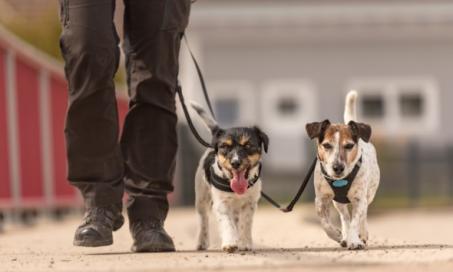 how to stop a dog from pulling when you walk