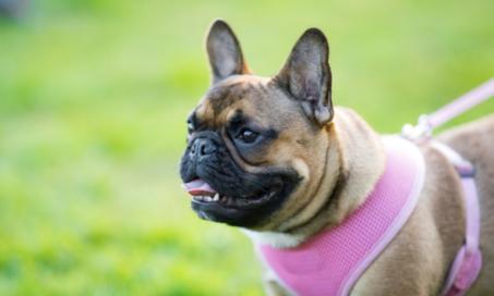 Get the Best Dog Harness for Your Dog’s Body Type