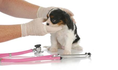 Types of Heartworm Preventive Treatment Products