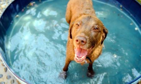 5 Fun Activities to Do With Your Dog in the Backyard