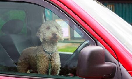 What You Can Do to Help Dogs Left in Cars