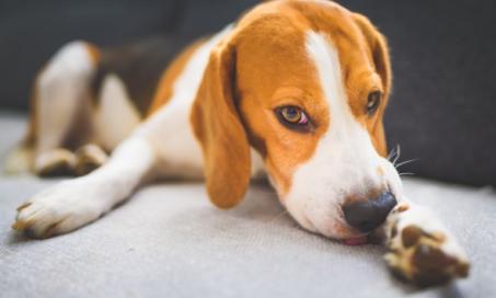 7 Dog Allergy Symptoms to Look For